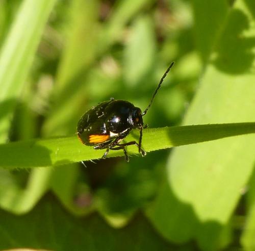 Réf. 257 020 : Cryptocephalus moraei